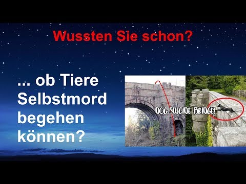 Ob Tiere Selbstmord begehen können? - Hans-Peter Brill