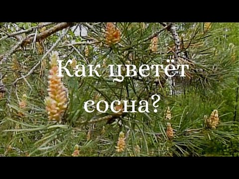 Как цветет сосна?