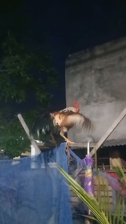 AYAM KEKOK - PUTRI SINDEN‼️JAWARA AYAM KEKOK PANJANG ATAS 2023 || AYAM KEKOK SUARA PANJANG