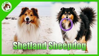 The Shetland Sheepdog Is The Best Dog For All Kinds Of Families!