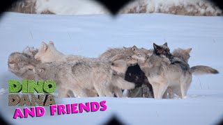 Why Do Wolves Howl? | Jane Season 2 | Apple TV+