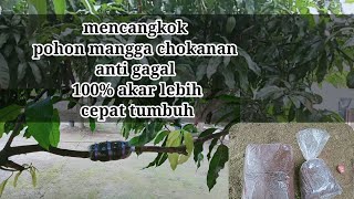 cara mencangkok pohon mangga supaya cepat keluar akar