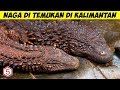 Makhluk Menyerupai NAGA di Temukan Hidup di Kalimantan