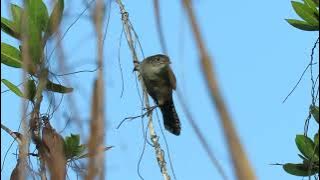 Zapata Wren singing in Zapata Swamp, Cuba