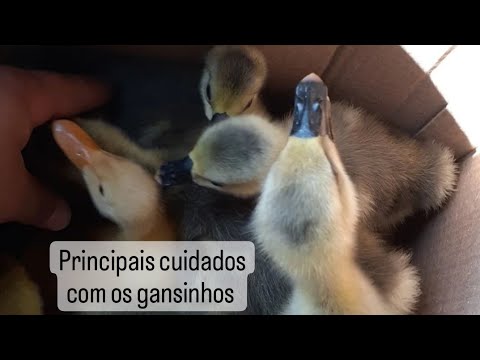 Vídeo: Por quanto tempo os gansinhos precisam de uma lâmpada de calor?