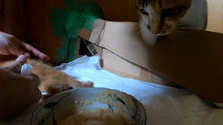 Kittens that don't want to be weaned and a mother cat that doesn't want to be weaned by あいねこ.Aineko 750 views 1 month ago 4 minutes, 16 seconds