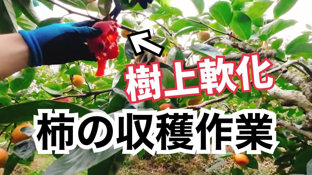 ヘタスキ、軟化多いです「柿の収穫作業」2022/10/18