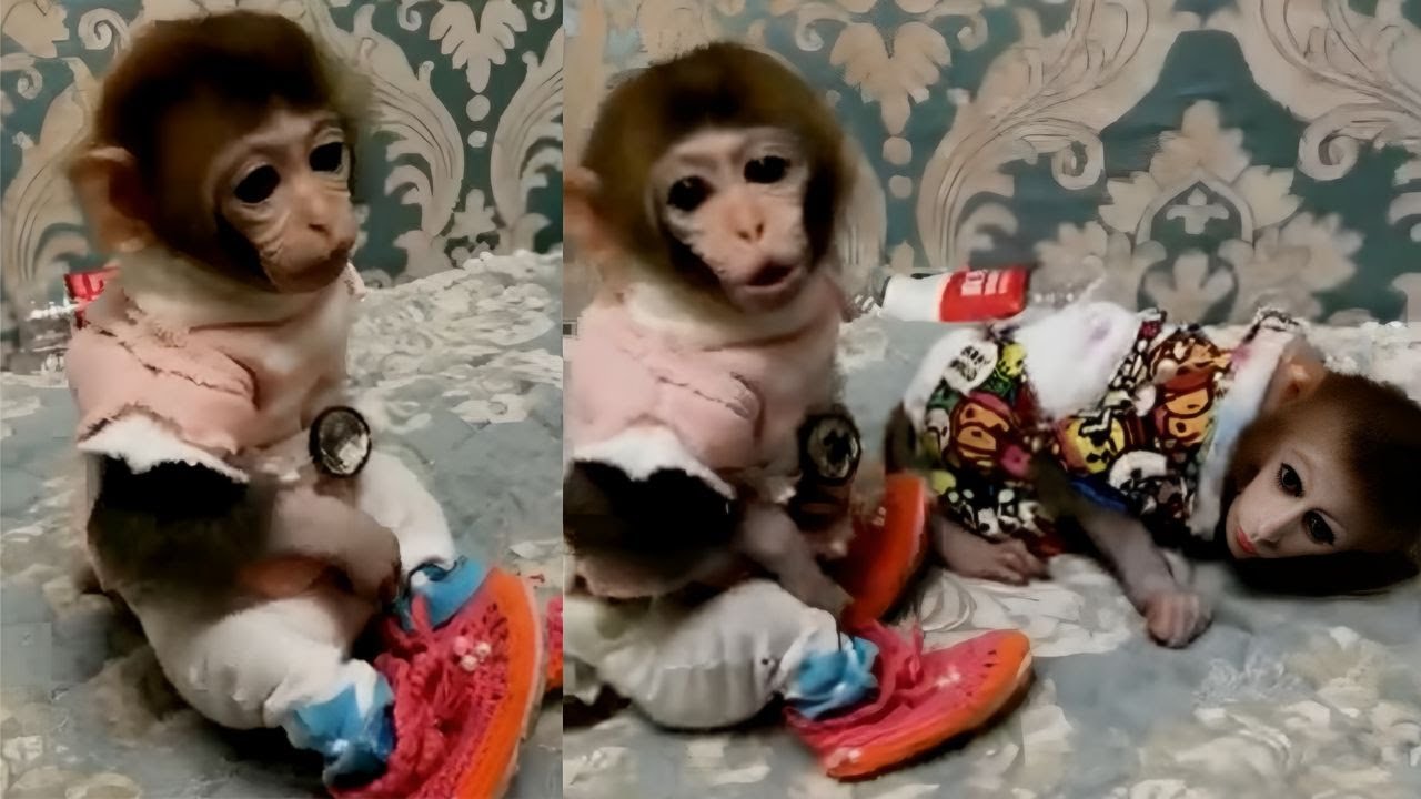 Here comes a lot monkey friends of pocket monkey Huahua，but she seems unhappy