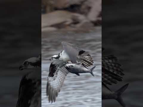 Osprey circling with a huge catch 🐟 !!! Copyrighted 🎥on Canon R1 +RF 100-500 #birds #wildlife