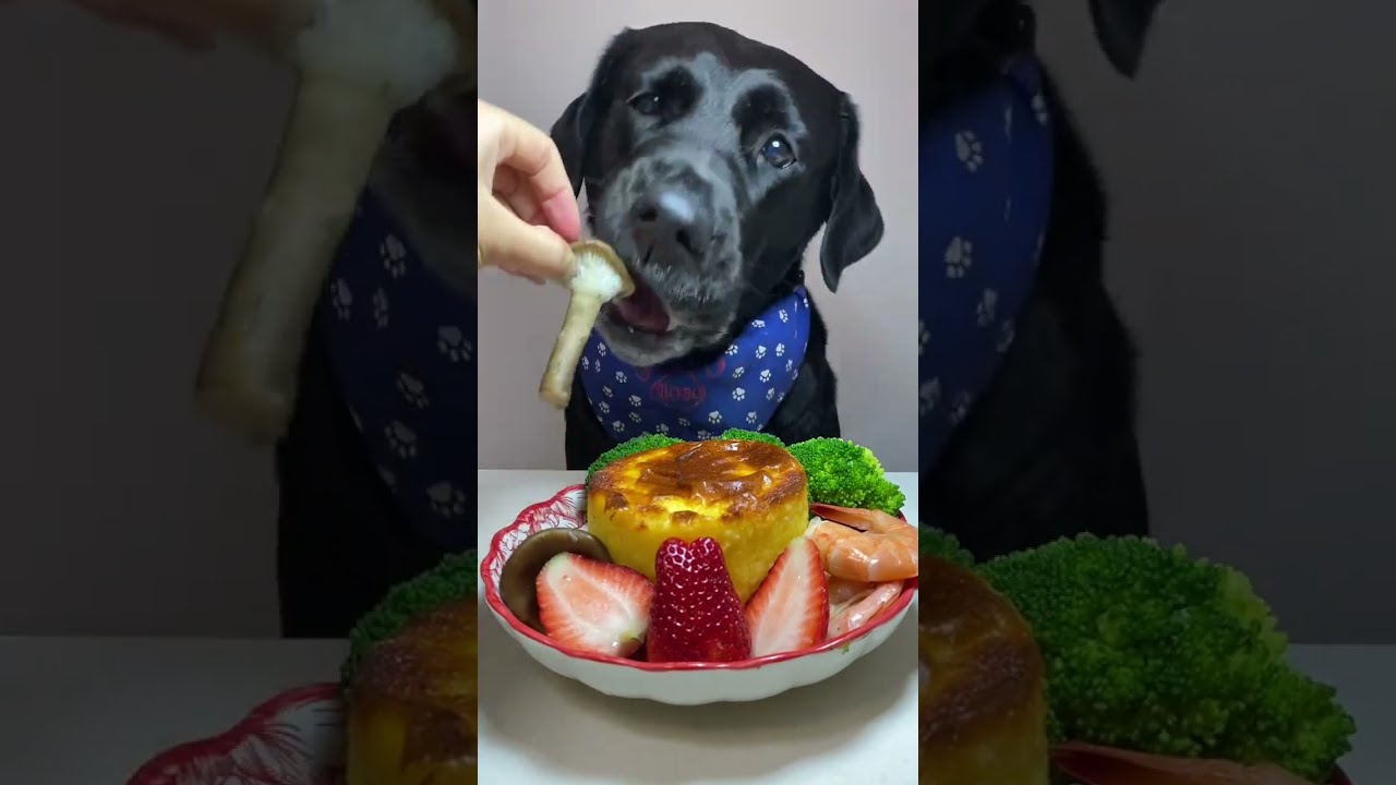 The Temperature Is Rising Again Let S Cook Cute Pet Debut Plan Labrador Oh My God It Smells So G