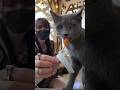 Cat Cafe Mocha in Tokyo Harajuku!  #jfashion #japantravel #tokyo #harajuku #jiraikei #kawaii