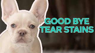 Get Rid of Tear Stains  FAST | French Bulldog