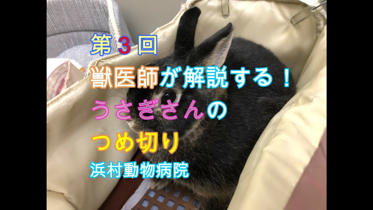 第３回獣医師が解説する うさぎさんのつめ切り Youtube