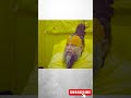 गुरूजी ने हमारी संस्कृति के बारे में क्या कहा....... #premanandjipravachan #parmanandji