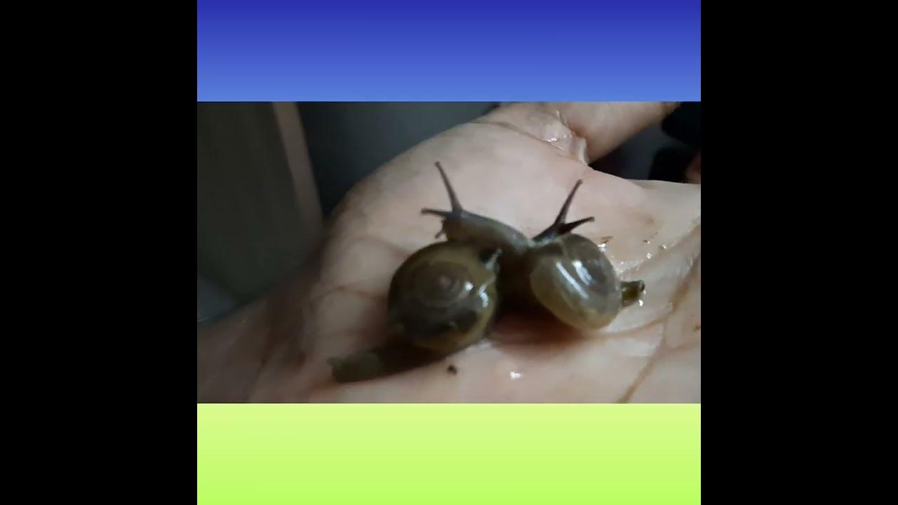 Garden Snail (Oxychilus drapernaudi)🐌🐌🪴🪴 Pollination Malachophily