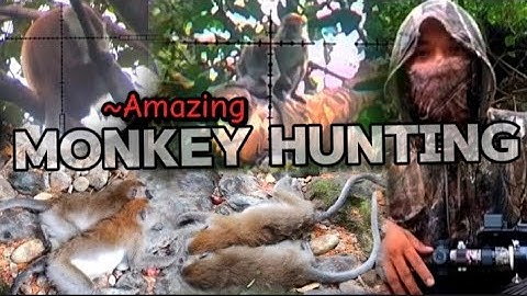 🚫TERSADIS☠️ BERBURU MONYET EKOR PANJANG TERVIRAL ‼️MONKEY HUNTING // BERBURU KERA LIAR ☠️