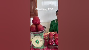 Bất ngờ trồng được giống mận hồng MST trái siêu to tại vườn cây giống Tám Dũng 0907887147