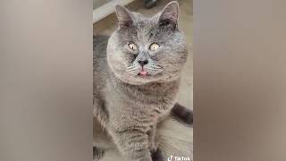 Angry Cats  Super Pets Reaction Videos  MEOW