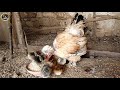 HEN with Beautiful baby chickens - Freddy Farm-