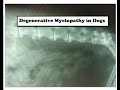 Degenerative Myelopathy in Dogs