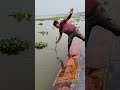 #নদীর_মাছ #shortvideo