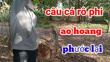 câu cá rô phi ao hoang cá ăn quá nhiều, điểm câu rộng rãi mát mẻ và đẹp / fishing in Vietnam