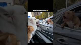 Cat vs Dog Fight — and the Cat’s sacrifice at the end is beautiful 😂🐱🐶❤️#shorts#CatVsDog#گربه#سگ
