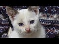 少し元気になった野良子猫。その目に輝きが戻ってきました。