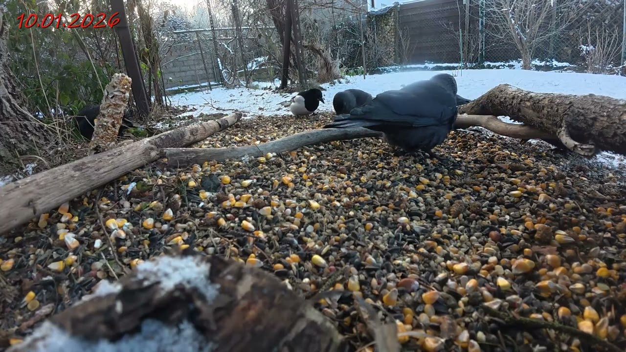 lista obecności prawie cała odhaczona, bez grubodzioba i dzwońca, może będą jutro