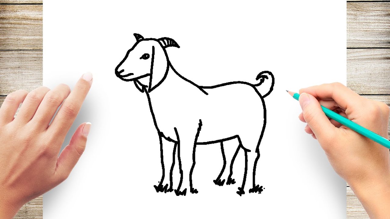 Goat Drawing Sketch  Drawing Skill