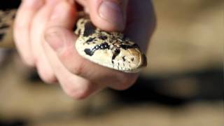 Jim the Snake Wrangler!