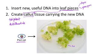 How to make genetically engineered plants