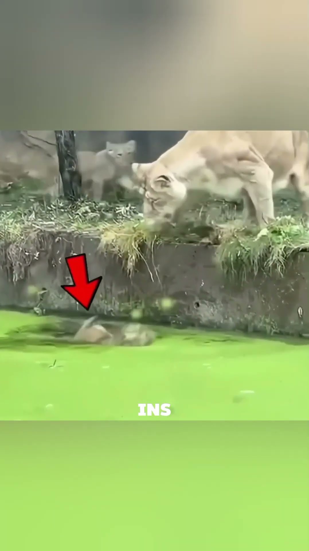 Die Reaktion der Löwin, als ihr Junges ins Wasser fiel!! - YouTube