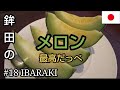 【23年連続メロンの生産量日本一】鉾田のメロンは超絶甘かった#茨城#鉾田#メロン