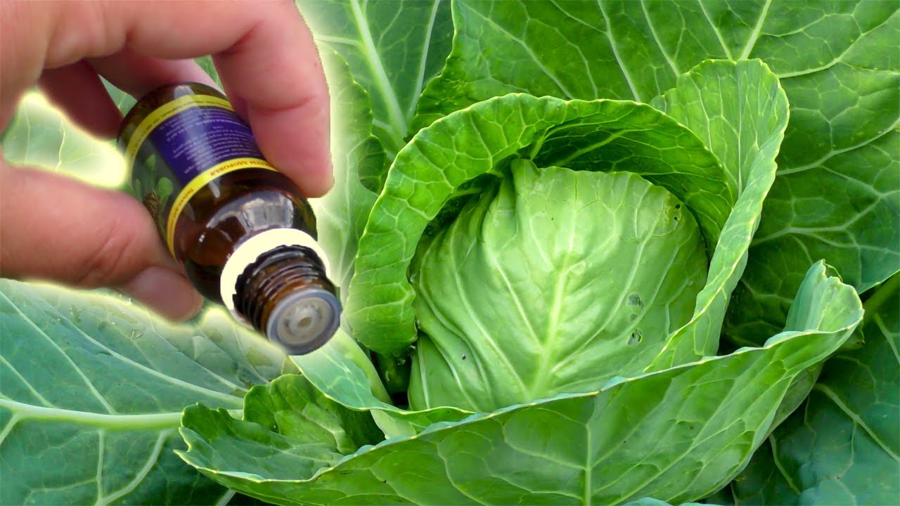 Капустница