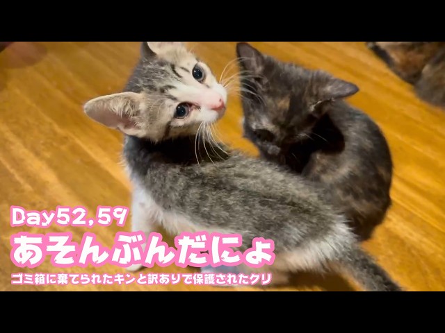 Let's play! They've become so adorable: Kin, who was abandoned in