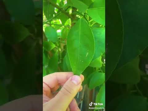 Video: Lemon Tree Lifespan - What Is The Average Lifespan Of Sitron Trees