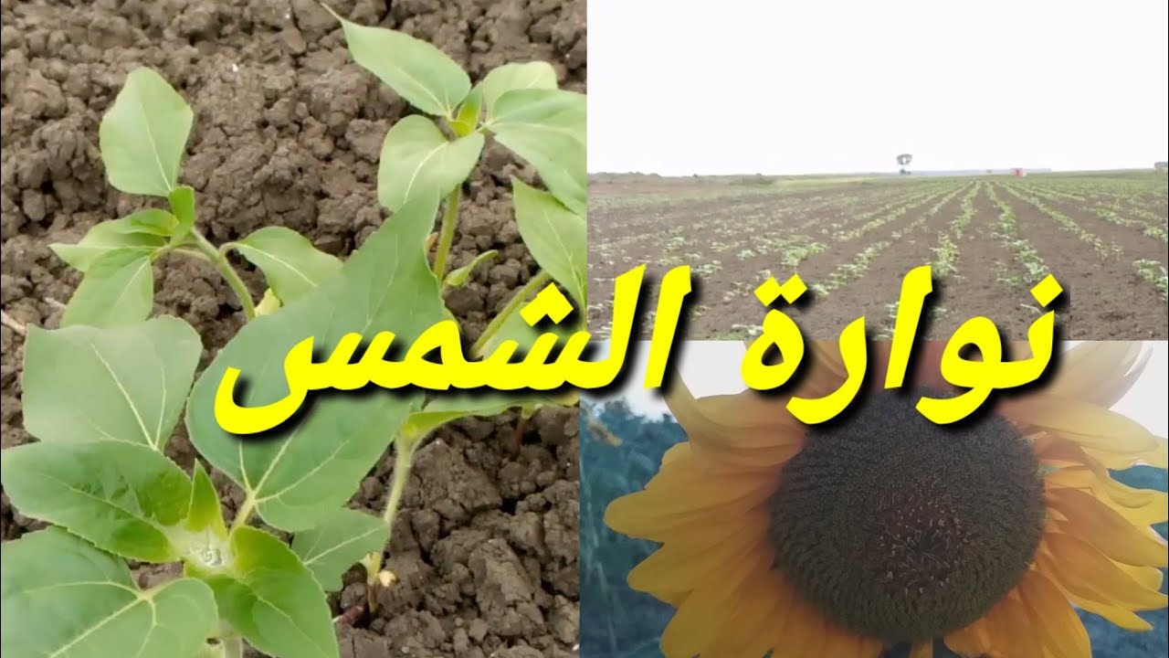 نوارة الشمس في المغرب إنتاج ديالها  مزيان