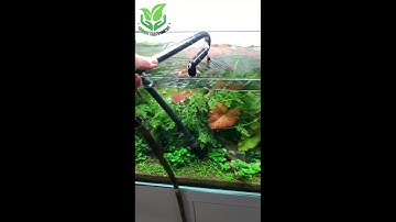 Cách đơn giản cho bể thủy sinh luôn sạch đẹp #Shorts
