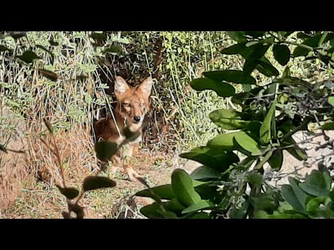 Video: Serigala Di Ladang Liar - Pandangan Alternatif