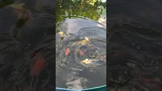 Butterfly koi di kolam vet #ikankoiberkualitas #kolamikan