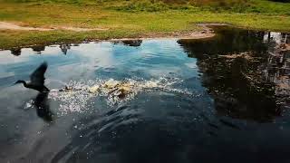 🎥 Hidden Gem of Victoria 🇦🇺 | Gypsy Creek Vineyard