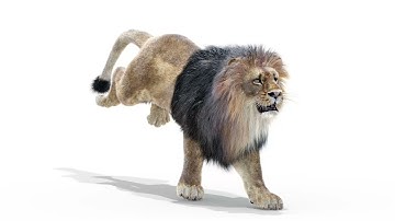 Animated Lion 3D Model with Fur | PROmax3D