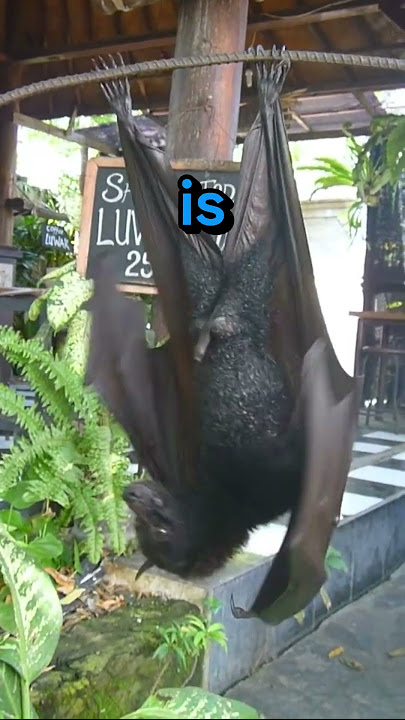 Huge Bat Attacks Old Man😥 #shorts