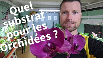 Quel substrat pour orchidée ?