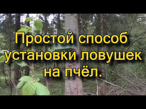 Видео: Ловушка на пчёл. Когда надоело лазать по деревьям...