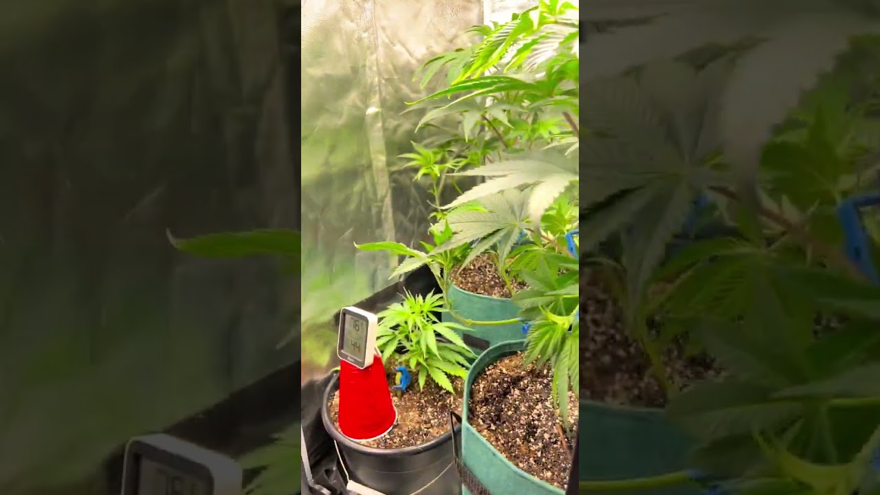 It's flip-to-flower time, weed lovers! 🌿🥳 