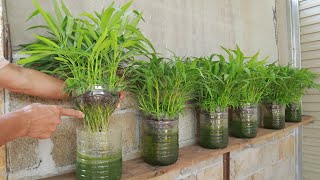 I wish I knew this method of growing vegetables at home without using soil sooner