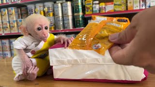 Bon Bon followed his father to buy diapers by Home Pet 714 views 10 months ago 5 minutes, 31 seconds