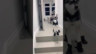 Funny Mini Huskies (Klee Kai) Walking HILARIOUSLY In Dog Boots